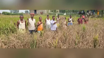 Giridih News: झुलसा रोग से आधा दर्जन गांव के किसान चिंतित