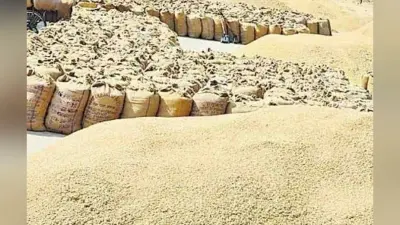 Rourkela News: किसानों से 3100 रुपये प्रति क्विंटल की कीमत पर धान खरीदेगी ओडिशा सरकार
