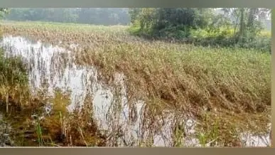 बाढ़ का पानी घटने के बाद दिखने लगा प्रखंड में तबाही का मंजर