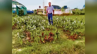 Chhapra News : केवीके में मिलेंगे अच्छे प्रभेद के आम के पौधे