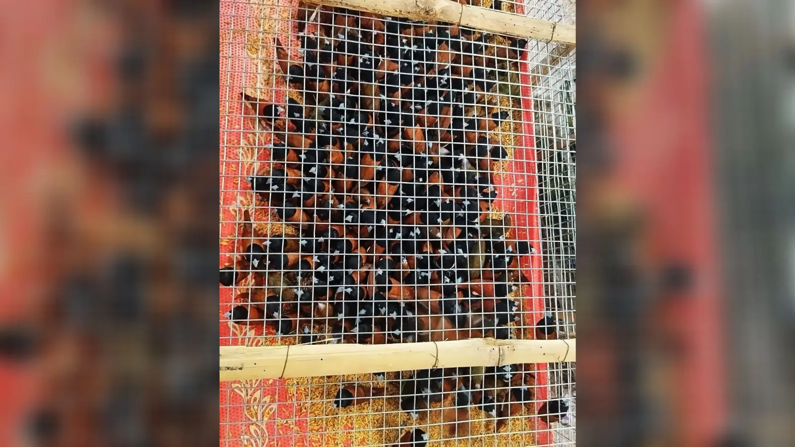 तस्करी के लिए लाये गये 1700 पक्षियों को पटना जंक्शन से किया गया जब्त