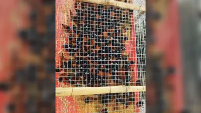 तस्करी के लिए लाये गये 1700 पक्षियों को पटना जंक्शन से किया गया जब्त