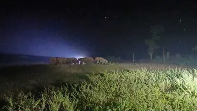 Rourkela News: बच्चे की तलाश में ट्रैक पर पहुंचा हाथियों का झुंड, नौ घंटे बाधित रहा रेल यातायात