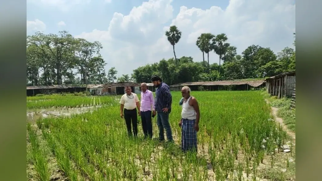 Samastipur- Pusa News: मौसम अनुकूल नहीं होने से धान में लग रहे कीट
