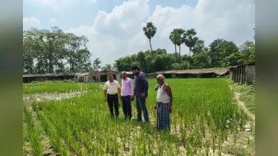 Samastipur- Pusa News: मौसम अनुकूल नहीं होने से धान में लग रहे कीट