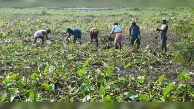 BOKARO NEWS : बोकारो में शुरू हुईं महापर्व छठ की तैयारियां, घाटों की हो रही सफाई
