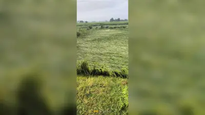 डाना साइक्लोन का असर, बारिश ने पहुंचाया धान की फसल को नुकसान
