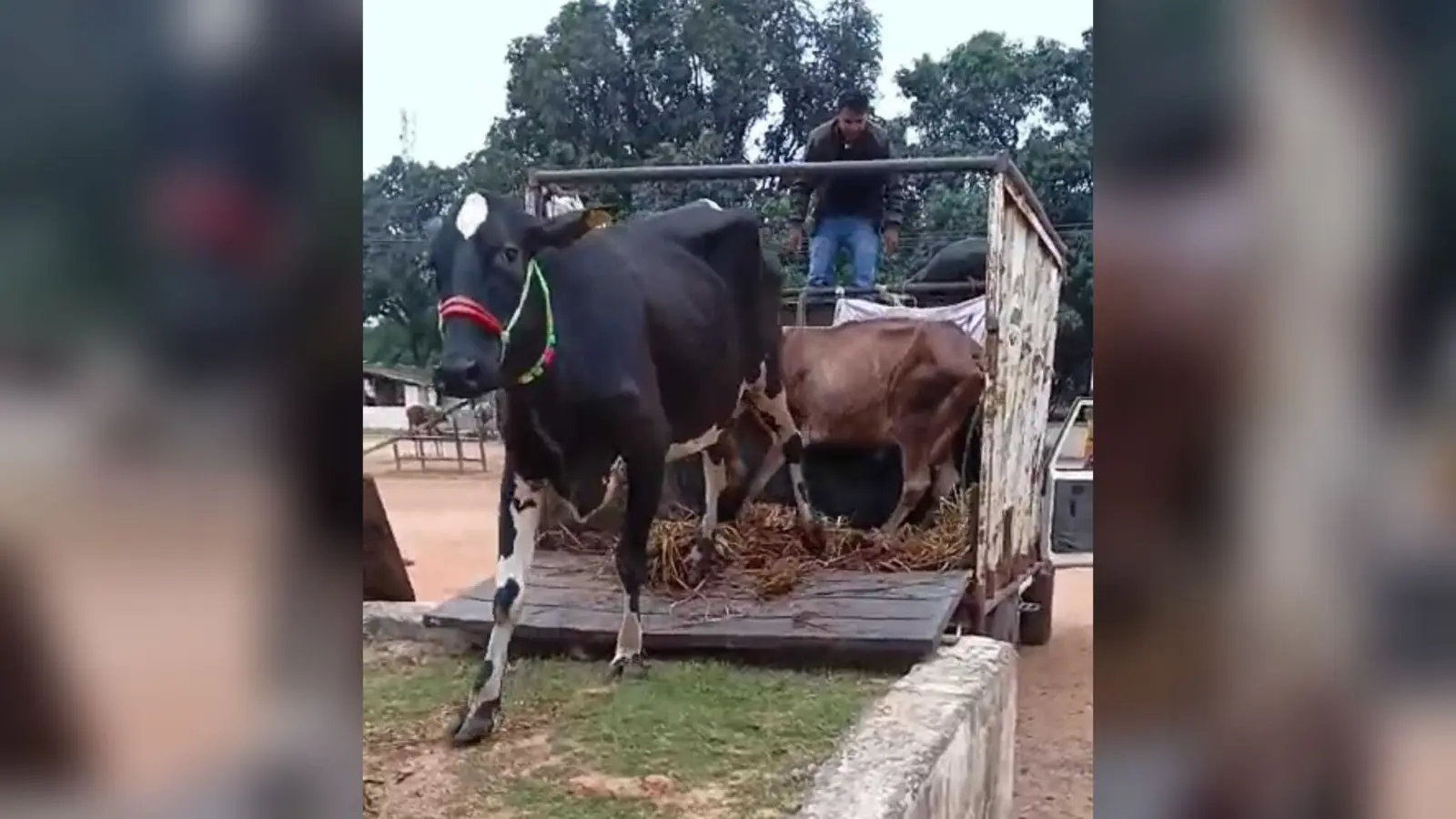 Giridih News: चार पिकअप वैन पर लदे 38 मवेशी जब्त, दो गिरफ्तार