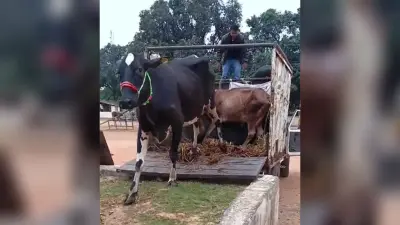 Giridih News: चार पिकअप वैन पर लदे 38 मवेशी जब्त, दो गिरफ्तार
