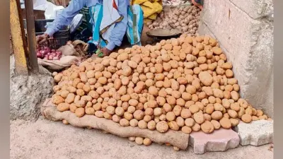 Gaya News : सावधान ! नये के नाम पर खा रहे जहरीला आलू