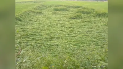 डाना का असर, तेज हवा और बारिश से धान फसल बर्बाद