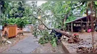 पूर्व मेदिनीपुर में डाना का व्यापक असर, 500 से अधिक पेड़ गिरे, 71 बिजली पोल भी उखड़े