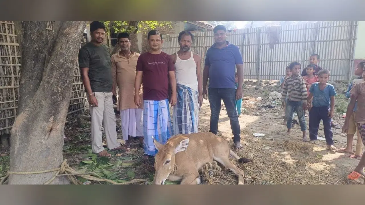 भटक कर पहुंची नीलगाय को ग्रामीणों ने पकड़ा