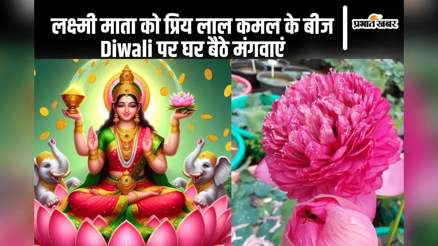 Diwali Offer: माता लक्ष्मी को प्रिय हैं लाल कमल, घर बैठे मंगवाएं लाल कमल के बीज, ऑफर भी मिलेगा