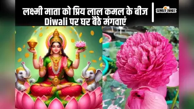 Diwali Offer: माता लक्ष्मी को प्रिय हैं लाल कमल, घर बैठे मंगवाएं लाल कमल के बीज, ऑफर भी मिलेगा