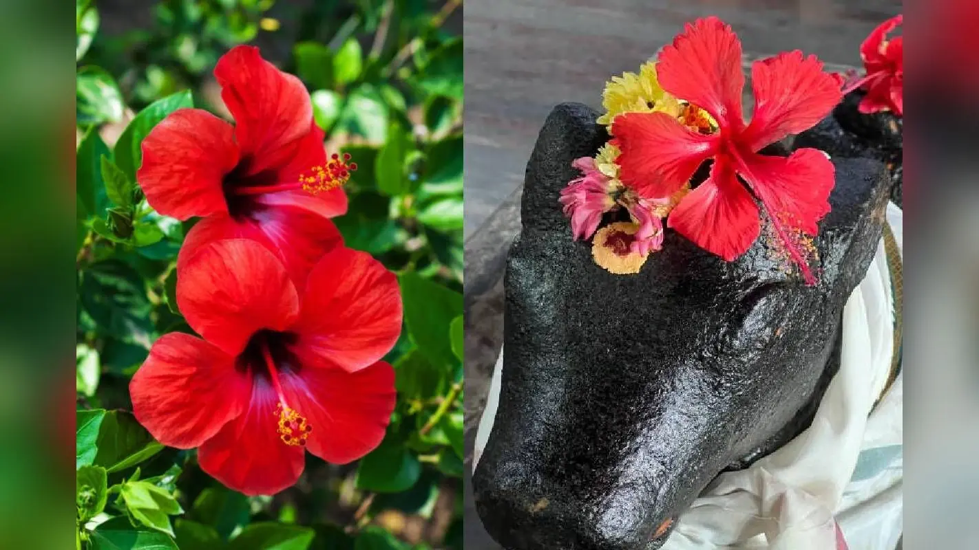 Gudahal ke Phool ke Upaay: नवरात्रि में इस दिन करें गुड़हल के फूल से चमत्कारी उपाय