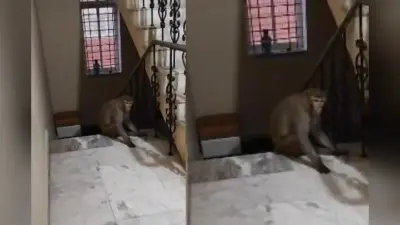 Ranchi News: राजधानी के इस क्षेत्र में बंदर का आतंक, लोग परेशान, कई को बनाया अपना निशाना