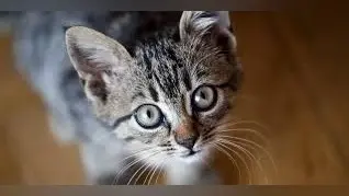 National Cat Day 2024: कब और क्यों मनाया जाता है नेशनल कैट डे, जानें हर सवाल का जबाब