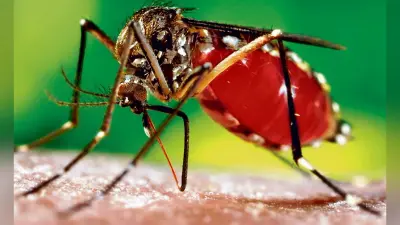 विधाननगर में बढ़ा डेंगू का प्रकोप, एक आइसी समेत 50 से अधिक लोग पीड़ित