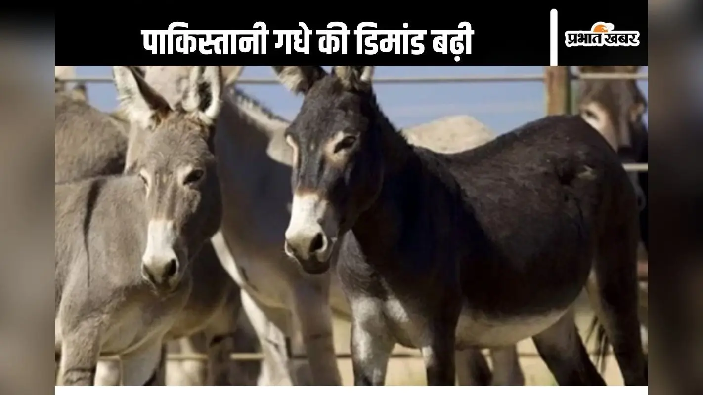 Pakistan News : चीन को भाया पाकिस्तानी गधा