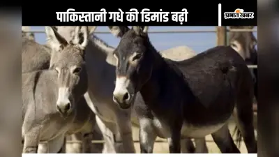 Pakistan News : चीन को भाया पाकिस्तानी गधा