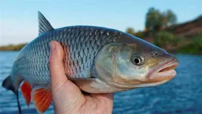 Bihar News: पटना में अब मछली की होगी होम डिलीवरी, जिंदा मछली खाने के शौकीन ऐसे करें ऑर्डर