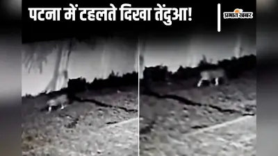Bihar News: पटना में एयरफोर्स सेंटर के केंद्रीय विद्यालय में दिखा तेंदुआ, अगले आदेश तक स्कूल बंद
