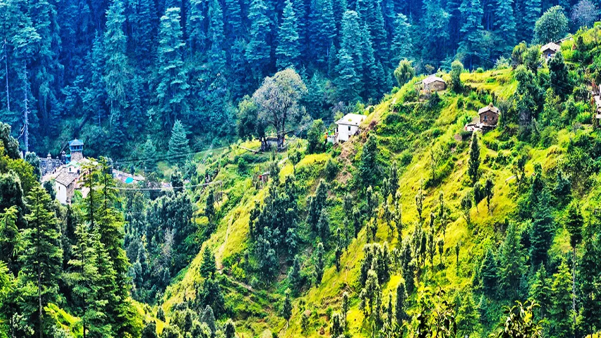 Culture : भारत की वनस्पतियां, जानिए कहां पाये जाते हैं नीले चीड़, श्वेत देवदार व कल्पवृक्ष