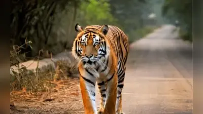 Garhwa News: हाथी, भालू के बाद अब गढ़वा में टाइगर का आतंक, गाय का शिकार कर पहुंच गया पीटीआर