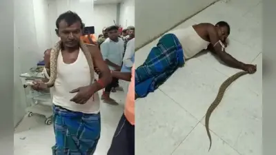 Bihar News: भागलपुर में जिस रसेल वाइपर ने डंसा उसकी मौत कैसे हुई? जानिए मरीज की क्या है अभी हालत…