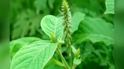 Vastu tips: धन और समृद्धि का प्रतीक चिरचिटा का पौधा वास्तु शास्त्र के अनुसार किस दिशा में लगाएं