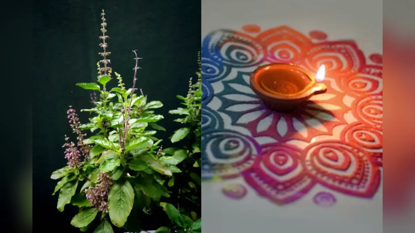 Diwali Tulsi puja: तुलसी पूजा से मां लक्ष्मी का आशीर्वाद पाएं, दिवाली पर वास्तु दोष मिटाएं