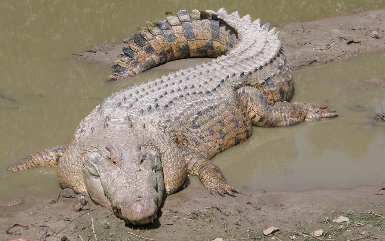 Crocodile News: बिहार के बगहा में महिलाओं के बीच पहुंच गया मगरमच्छ, बेतिया में हंस को बना लिया अपना निवाला