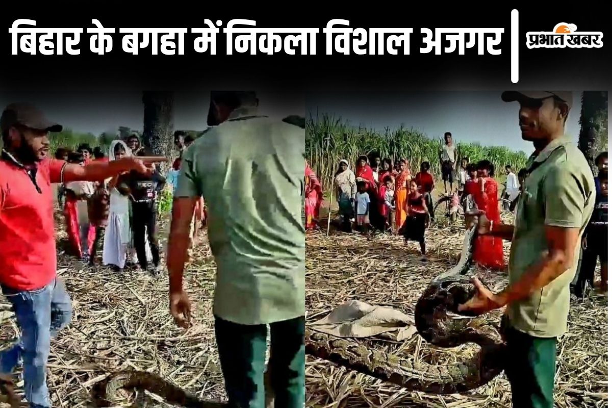 Video: बिहार के बगहा में किसानों के बीच आ पहुंचा विशाल अजगर, देखिए फिर क्या हुआ…