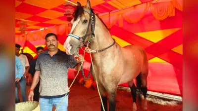 सोनपुर मेले में आया 100 की रफ्तार से दौड़ने वाला घोड़ा, घी से होती है मालिश, कीमत जान हर कोई हैरान