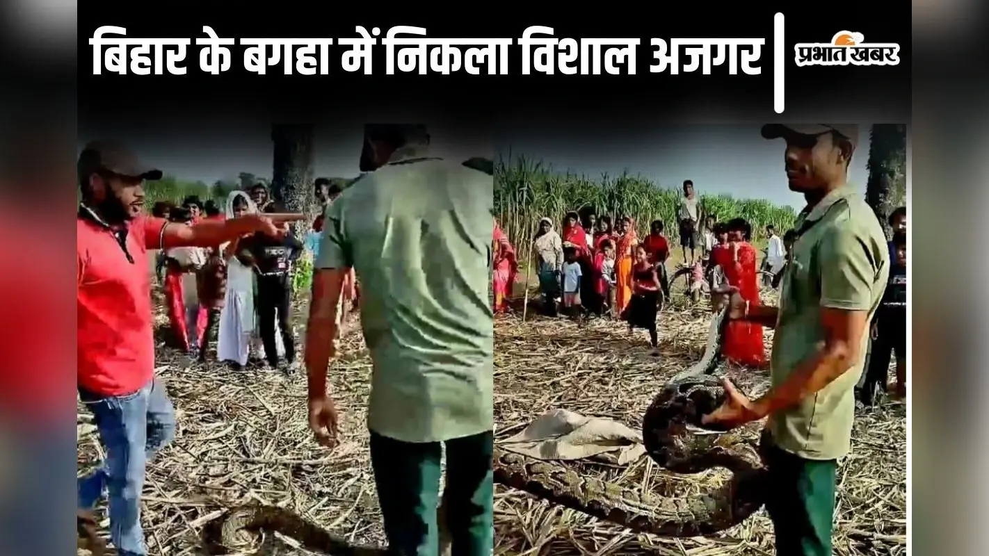 Video: बिहार के बगहा में किसानों के बीच आ पहुंचा विशाल अजगर, देखिए फिर क्या हुआ…