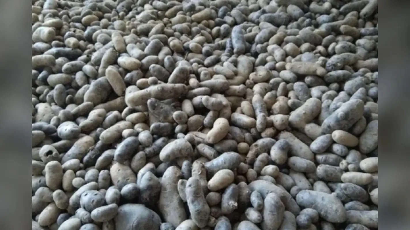 Black Potatoes: आधा भारत नहीं जानता है काला आलू की खेती, देती है मोटी कमाई