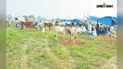 Sonepur Mela: सोनपुर मेला में 2.5 लाख तक बिक रहे हैं बैल, किसान से लेकर VIP तक पहुंचते हैं खरीदने