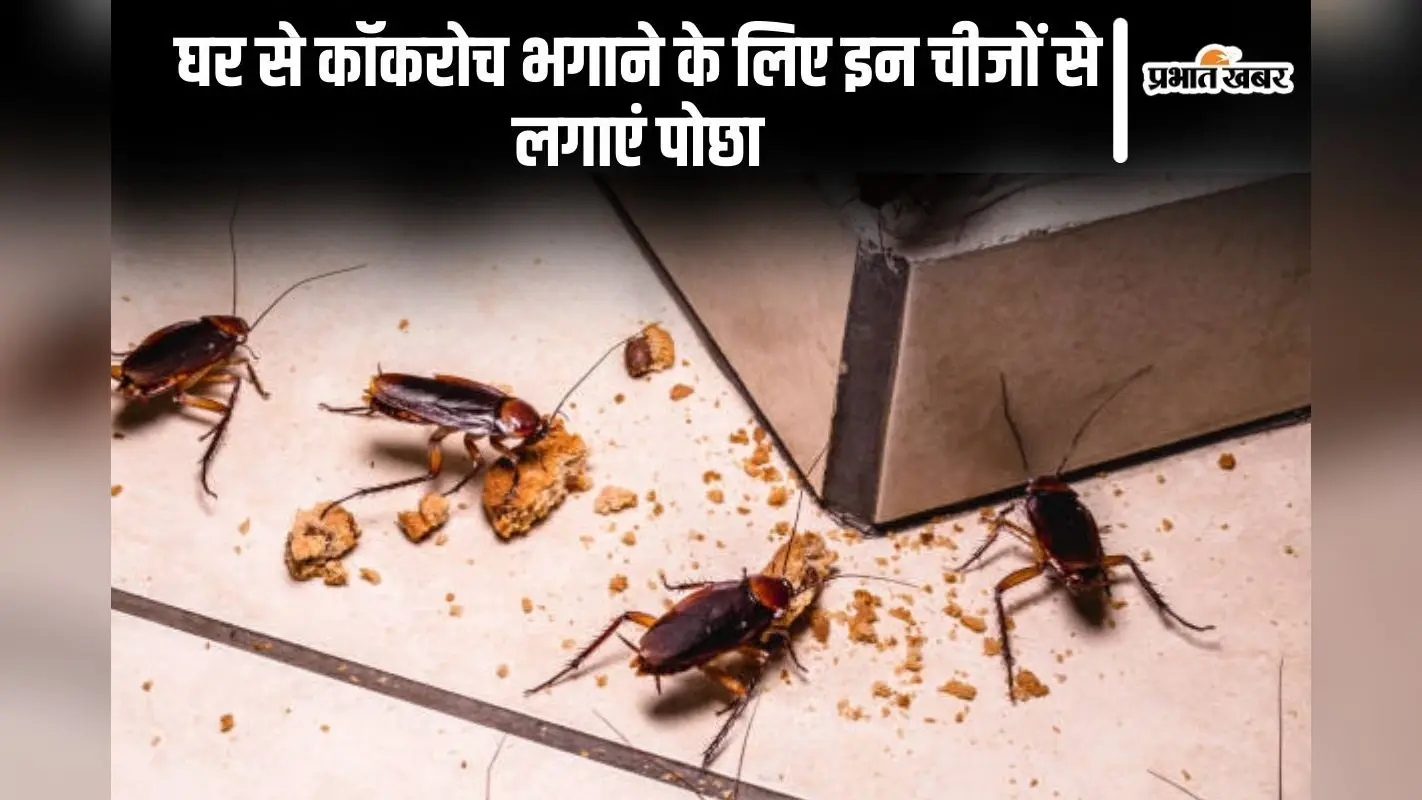 Cleaning Tips: घर से कॉकरोच भगाने के लिए इन चीजों से लगाएं पोछा