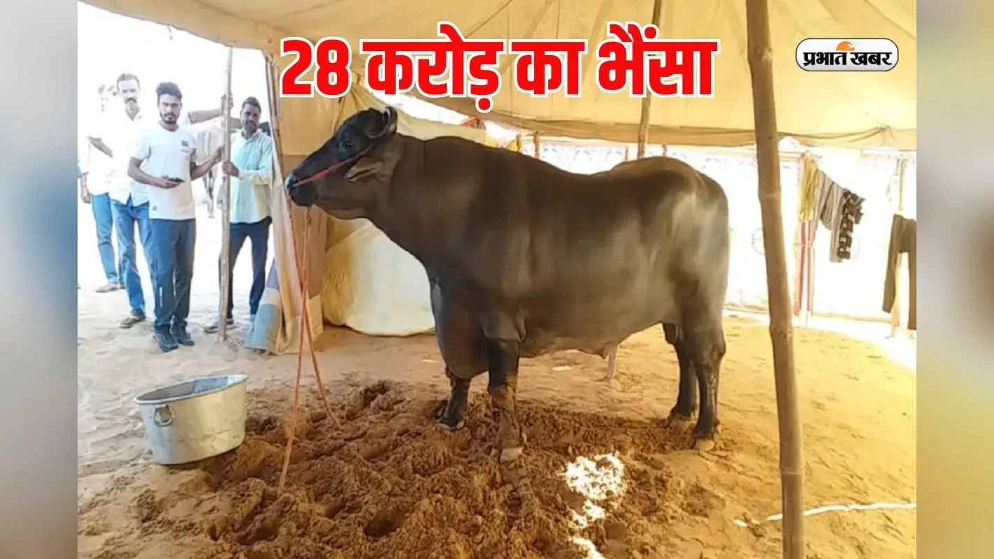 रोजाना 1500 का ड्राईफ्रूट खाता है 28 करोड़ का भैंसा, पुष्कर मेले में मचा रहा धूम