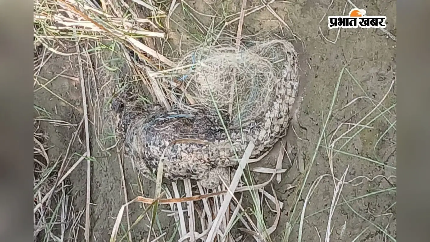 Video: बिहार के तिरहुत नहर में मछुआरों के जाल में फंसा मरा हुआ बड़ा मगरमच्छ, देखकर दंग रह गए लोग