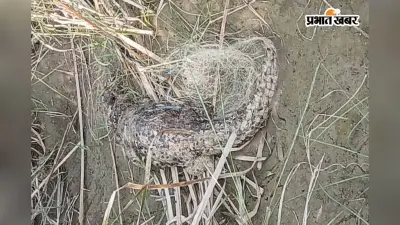 Video: बिहार के तिरहुत नहर में मछुआरों के जाल में फंसा मरा हुआ बड़ा मगरमच्छ, देखकर दंग रह गए लोग