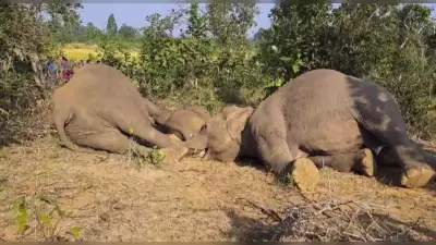 Sambalpur News: जंगली सूअर के लिए बिछाये गये बिजली के जाल में फंसने से तीन हाथियों की मौत