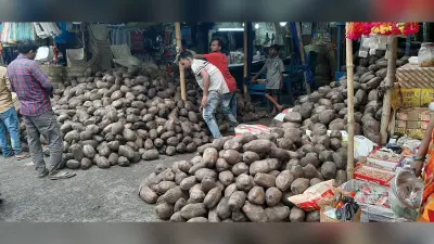 खुश्कीबाग से नेपाल समेत सीमांचल के बाजारों में भेजा जा रहा छठ का नारियल