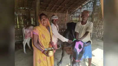 सिंग में तेल लगाकर श्रद्धा भाव से की पशुओं की पूजा