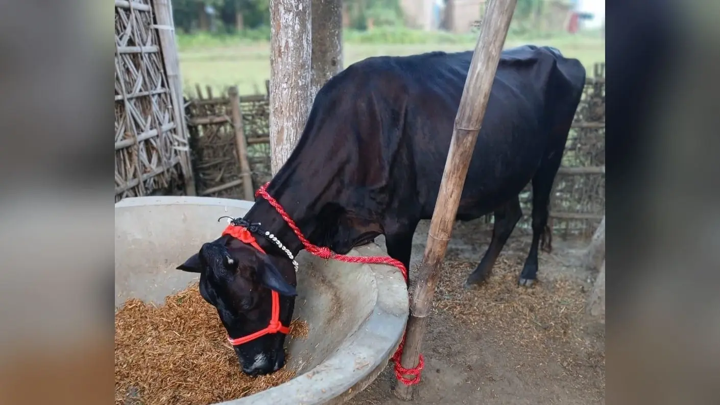 धूमधाम से मनाई गयी गोवर्धन पूजा
