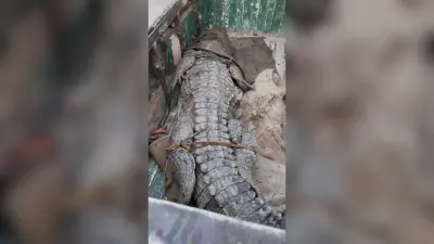वन क्षेत्र से भटक कर घर के दरवाजे पर पहुंचा मगरमच्छ