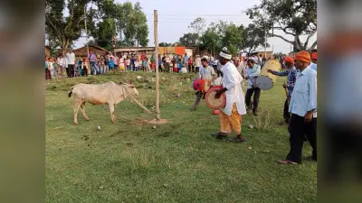 Giridih News :सरिया क्षेत्र में गोवर्धन पूजा संपन्न, बरद खूंटा मेले का आयोजन