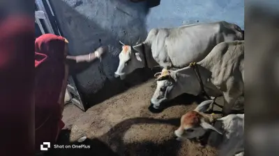 कुंडहित में धूमधाम से की गयी गोवर्धन पूजा