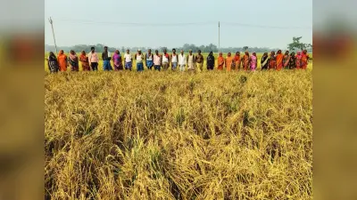 धान में दाना नहीं आने से किसानों पर टूटा आफत का पहाड़